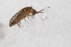 Tomocerus minor
